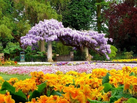 National flower garden - yellow, pink, green, plants, garden, flower