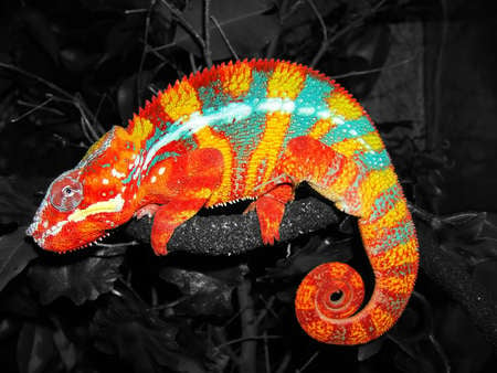 RAINBOW BRIGHT - bright, color, cool, chameleon