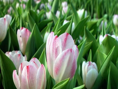 Red_and_White_Tulips-flower - tulips, white, green, plant, light red