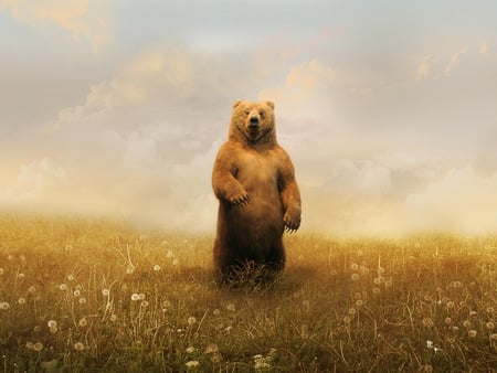 bear - clouds, bear, dandelion, wallpaper, animals