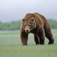 Brown bear