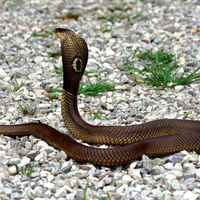 Aroused Cobra