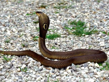 Aroused Cobra - cobra, hooded, snake, stones