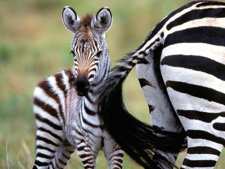 Mum You've Been Eating Beans Again - black, zebra, white, flatulence, stripes