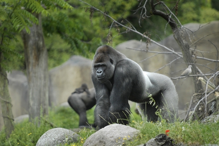 Gorilla Bokito - bokito, rotterdam, animal, wild, gorilla, wallpaper