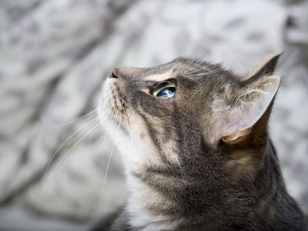 What's Up There? - grey, tabby, eye, closeup, cat