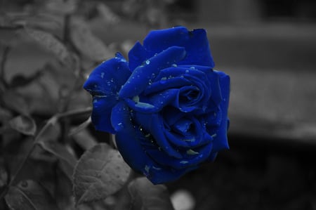 â™¥ Blue Rose â™¥ - nature, roses, blue, beautiful, flowers, rose, flower