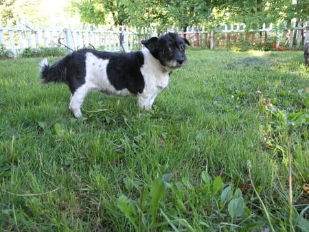 Ms. Charlotte - dog, pbvg, mix, summer