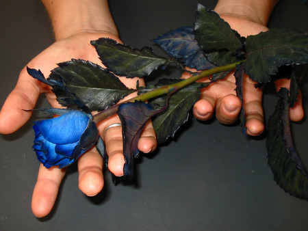 ♥ The Blue Rose ♥ - flowers, roses, nature, blue, beautiful, rose, flower