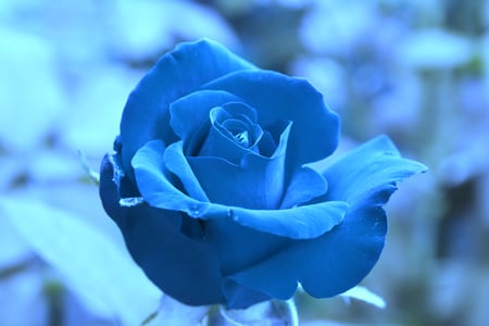  â™¥ Blue rose â™¥ - nature, roses, blue, beautiful, flowers, rose, flower