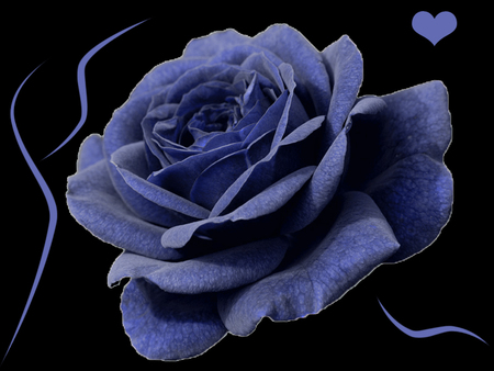 ♠ Blue rose ♠  - flowers, roses, abstract, nature, blue, beautiful, rose, flower