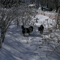 Dogs ON the icy snow