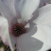 May Tree Flower