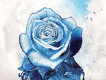 â™¥ Blue Rose â™¥