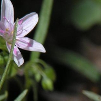 Tiny pink spring flower