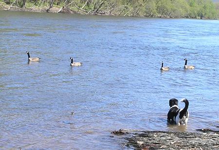 Delaware River PA - geese, river, pa, delaware, dog