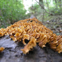 Beautiful Fungus growing on a log