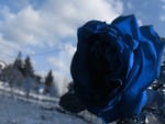 Blue Rose