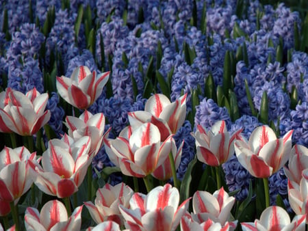 Tulips and Hyacinths - hyacinths, nature, tulips, flowers