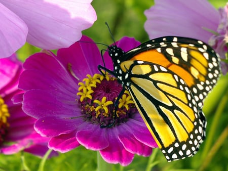 Butterfly - butterfly, yellow, red, pink, flowers, fly