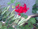 wheat & red flowers