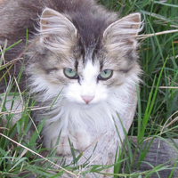 kitty portrait