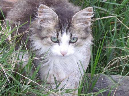 kitty portrait - garden, portrait, kitty, home, greeneyes, white grey