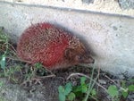 Hedgehog