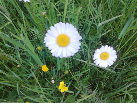 Flowers - white, nature, mc, flowers