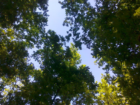 Trees and a blue beautiful sky - nature, sky, mc, forests, trees, leaves, blue sky