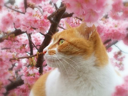 cat - sakura, cat, blossoms, tree, spring, ginger