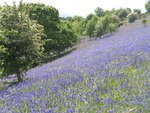 purple field