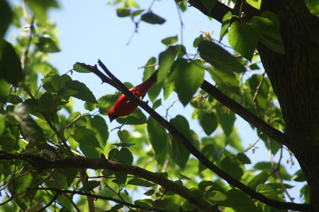 the red bird in my back yard - gvgueyggt4yg, bvftgrthtr4thgyb7, etgyefrgrhburegy, hygtgygv