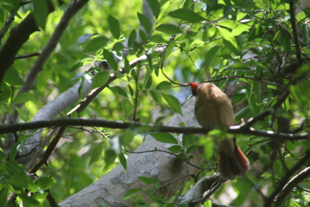 the finch in my back yard - de, fr, f