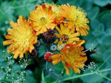 Pretty Yellow Flowers - pretty, beauty, flowers, yellow, nature