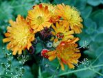 Pretty Yellow Flowers