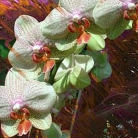 Pink & White Orchids