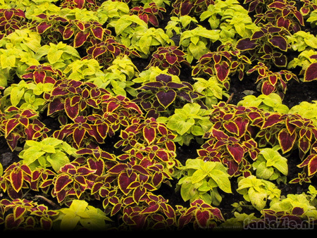 Floriade - nature, clorful, red, green, plants, garden