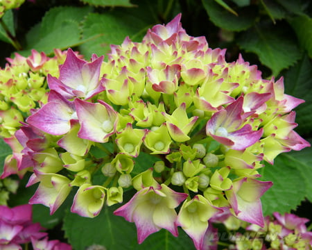 Hydrangea - flower, pink, nature, hydrangea