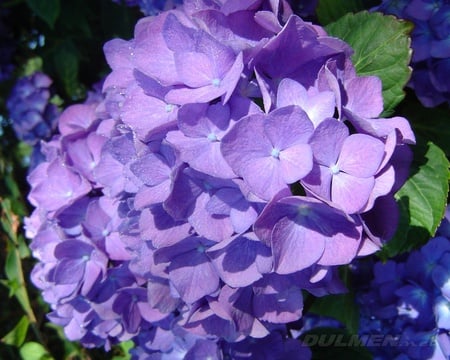 Purple Hydrangea - flower, purple, beautiful, nature, hydrangea