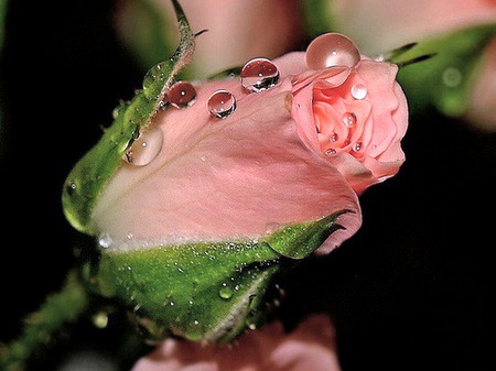 This buds for you - pink, green, rose, dew, bud, flower