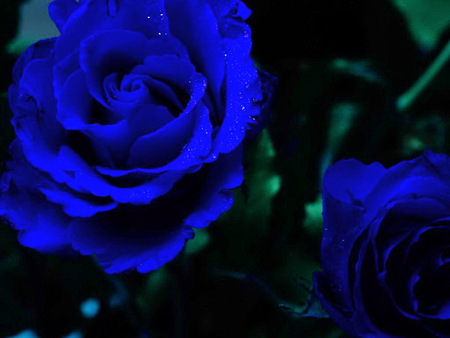 Sapphire love - flowers, roses, black background, blue, green leaves