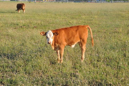 White face calf in Carrollton, Tx - cow, white face, baby cow, calf