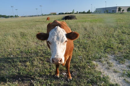 White Face Cow - cow, white face, mother, hungry