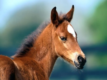 Horse - run, brown, horse, animal