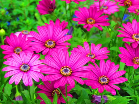 pink daisies - nature, pink, flowers, garden, daisies