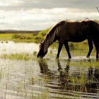 Horse drinks water