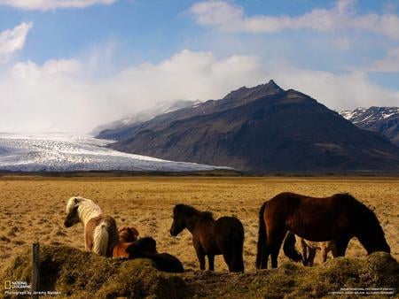 Horses at prairie - nature, brown, mountain, horse, animal, prairie, run