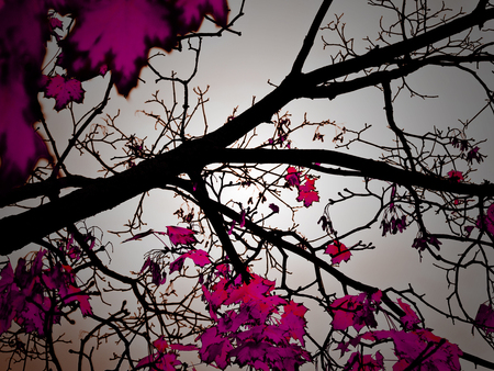 Plantains at Morning - multicolor, scenery, wood, brown, scene, scenario, sunrise, pink, sunrays, misty, plantains, trunks, nice, russia, maroon, beauty, colors, fullscreen, natural, colours, nature, picture, gray, background, wallpaper, amazing, foggy, photo, desktop, leaves, dawn, forests, mist, view, grove, sky, clouds, branches, trees, fog, image, beautiful, photography, photoshop, morning, cool, pc, black, colorful, cenario, canada, awesome, cena, multi-coloured, day, leaf