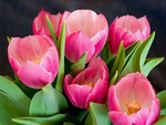 Pink tulips